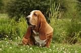 BASSET HOUND 070